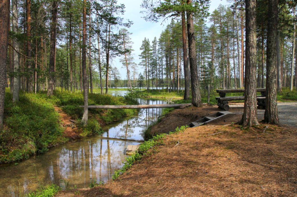 Forest lake and narrow creek